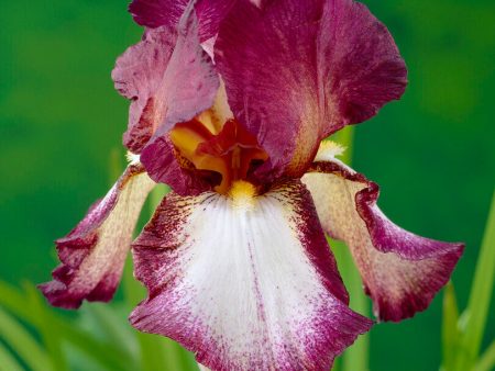 Tyskiris-Iris Germanica Crinoline 1-pack For Cheap