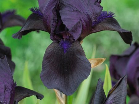 Tyskiris-Iris Germanica Black 1-pack For Cheap