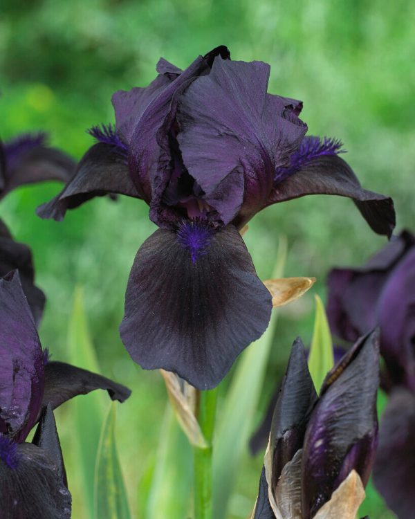 Tyskiris-Iris Germanica Black 1-pack For Cheap