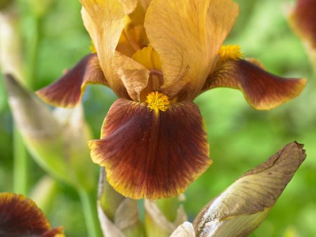 Tyskiris-Iris Germanica Hissy Fit 1-pack Online now