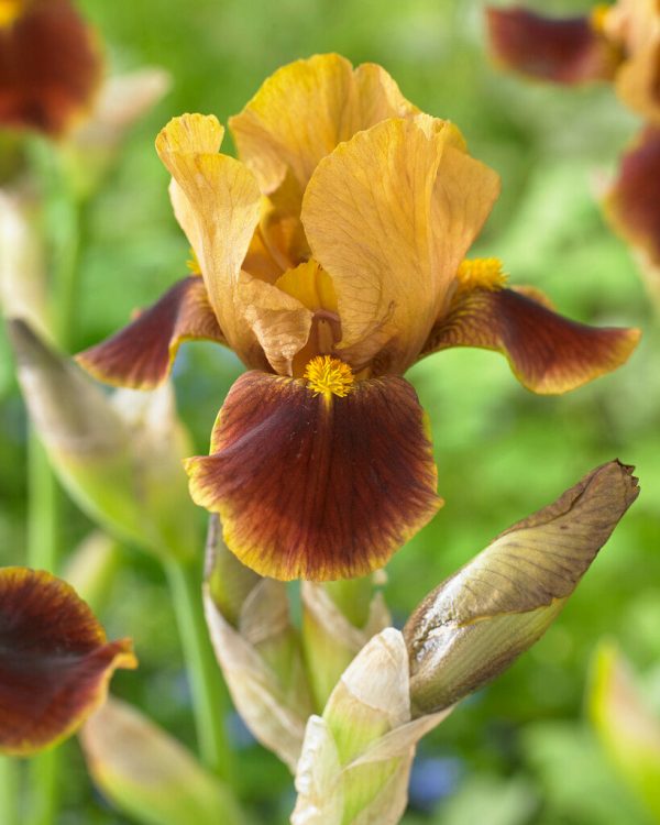 Tyskiris-Iris Germanica Hissy Fit 1-pack Online now