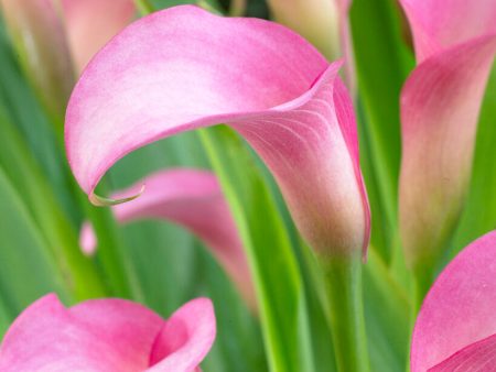 Zantedeschia Rehmanii 1-pack Cheap