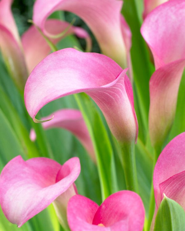 Zantedeschia Rehmanii 1-pack Cheap