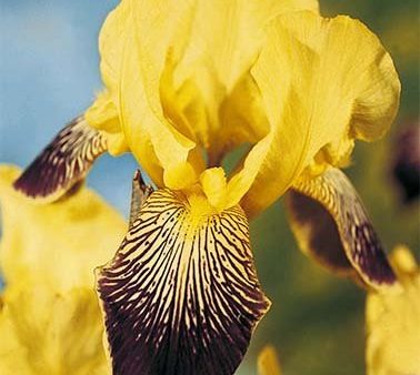 Tyskiris-Iris Germanica Buble Deelite 1-pack Hot on Sale