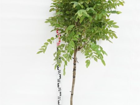 Wisteria form.  Issai  Online Hot Sale