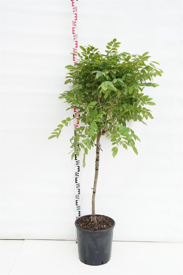 Wisteria form.  Issai  Online Hot Sale