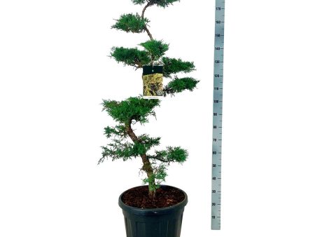 Juniperus pfitzeriana For Cheap