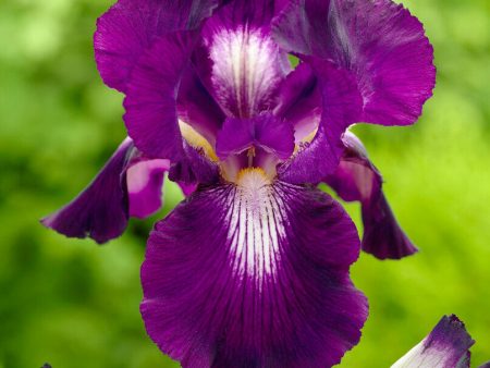 Tyskiris-Iris Germanica Exotic Star 1-pack Online Hot Sale