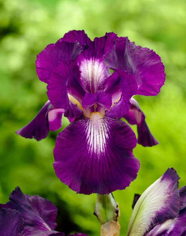 Tyskiris-Iris Germanica Exotic Star 1-pack Online Hot Sale