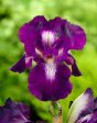 Tyskiris-Iris Germanica Exotic Star 1-pack Online Hot Sale