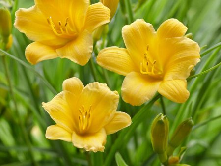 Daglilja-Hemerocallis Stella d Or 1-pack Hot on Sale