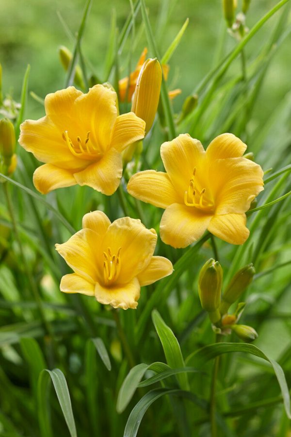 Daglilja-Hemerocallis Stella d Or 1-pack Hot on Sale