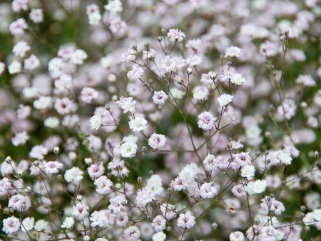 Brudslöja-Gypsophila Bristol Fairy 3-pack Fashion