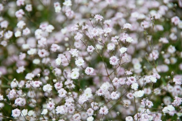 Brudslöja-Gypsophila Bristol Fairy 3-pack Fashion