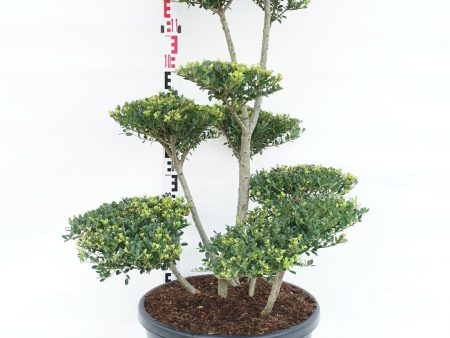 Ilex cren.  Green Hedge  on Sale