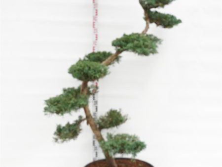 Juniperus virg.  Grey Owl  For Sale