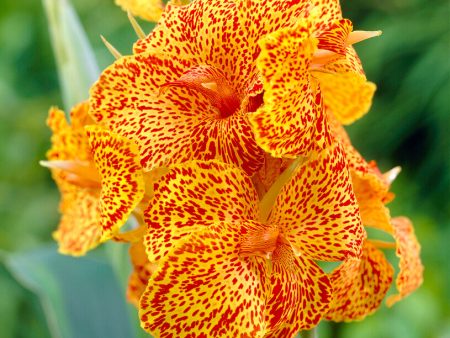 Canna Picasso 1-pack Online