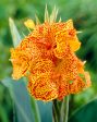 Canna Picasso 1-pack Online