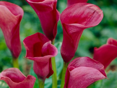 Zantedeschia Chianti  1-pack Sale