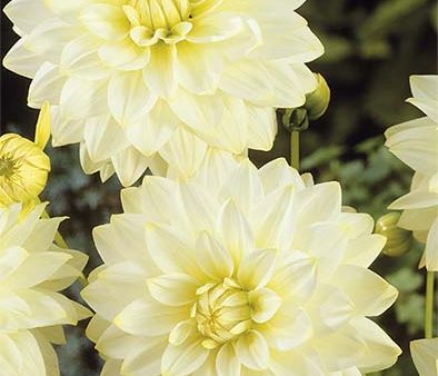 Dahlia Snowbound Dekorativ 1-pack NYHET Online now