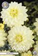 Dahlia Snowbound Dekorativ 1-pack NYHET Online now