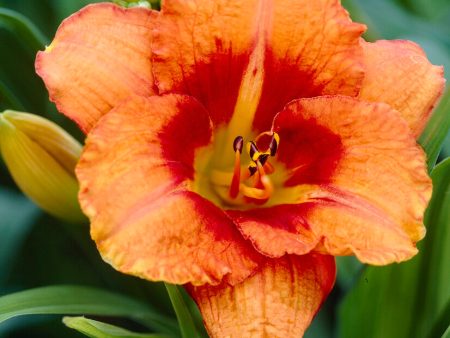 Daglilja-Hemerocallis Tigger 1-pack Hot on Sale