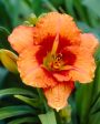 Daglilja-Hemerocallis Tigger 1-pack Hot on Sale