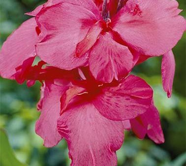 Canna Pink 1-pack Fashion