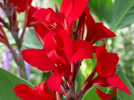 Canna Red 1-pack Online