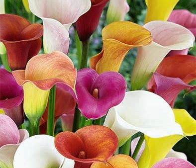 Zantedeschia Mixed 3-pack Sale