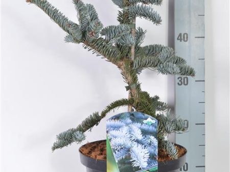 Abies procera  Glauca  Online now