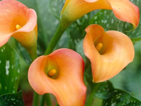 Zantedeschia Esmeralda  1-pack Sale