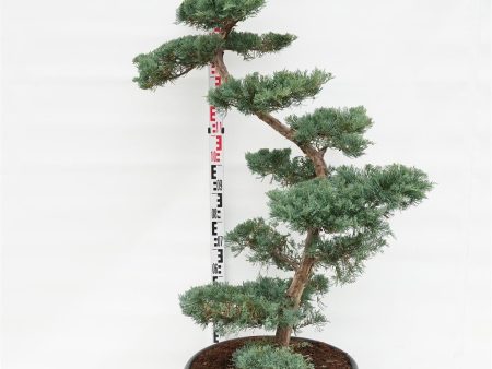 Juniperus virg.  Grey Owl  Discount