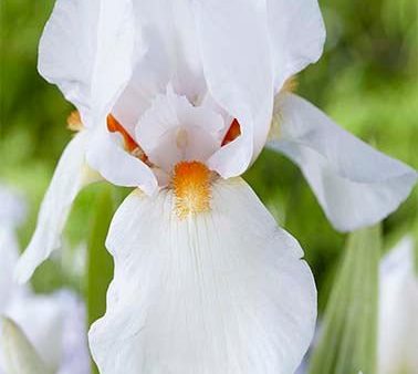 Tyskiris-Iris Germanica Glowing Seraphin 1-pack Fashion