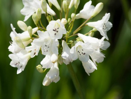 Afrikas blå lilja-Agapanthus White 1-pack Sale