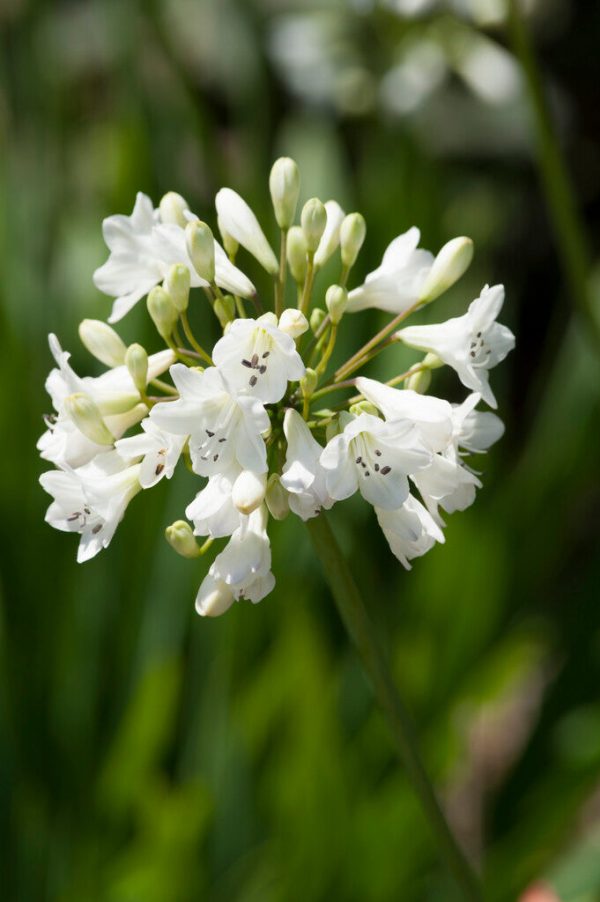 Afrikas blå lilja-Agapanthus White 1-pack Sale