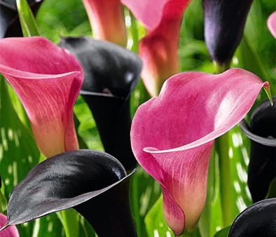 Zantedeschia Contadio 2-pack For Sale