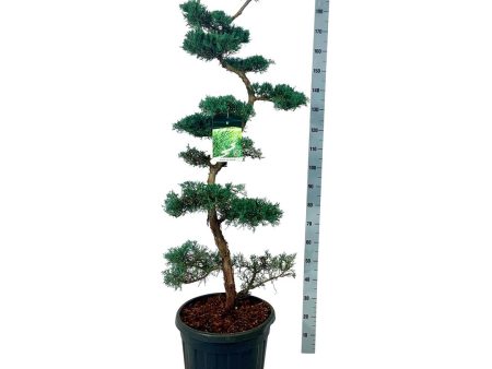 Juniperus virg.  Grey Owl  Cheap