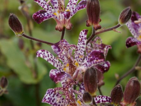 Taiwanskugglilja-Tricyrtis Formosana 2-pack Discount