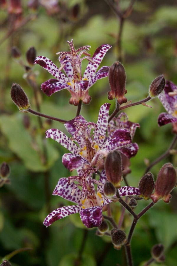 Taiwanskugglilja-Tricyrtis Formosana 2-pack Discount