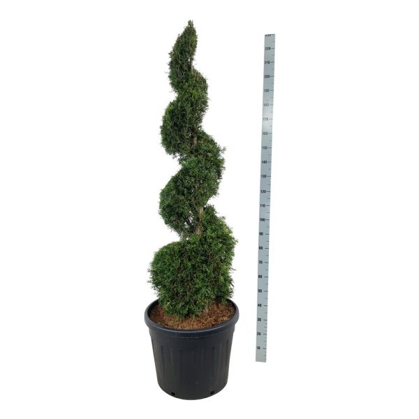 Thuja occ.  Smaragd  Online now