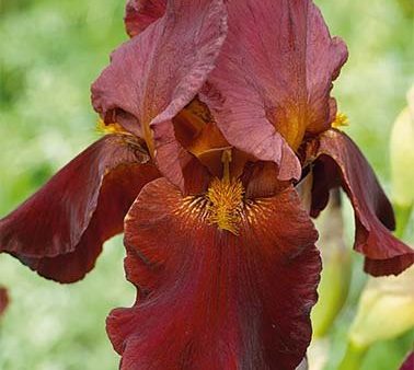 Tyskiris-Iris Germanica Red Chieftain 1-pack Discount