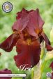 Tyskiris-Iris Germanica Red Chieftain 1-pack Discount