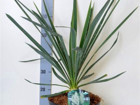 Yucca filamentosa Discount