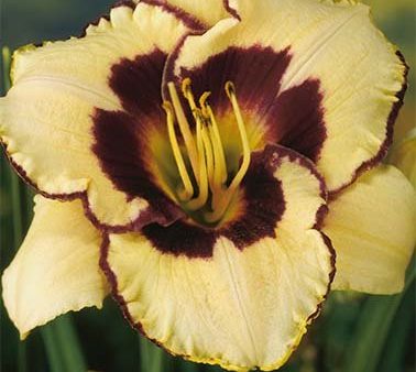 Daglilja-Hemerocallis Sabine Bauer 1-pack For Discount