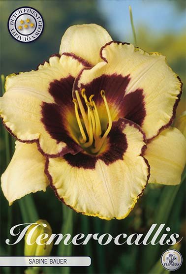 Daglilja-Hemerocallis Sabine Bauer 1-pack For Discount