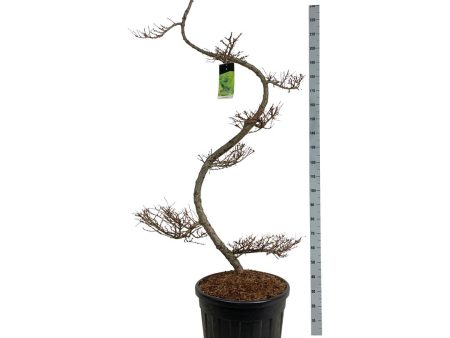 Larix kaempferi Discount