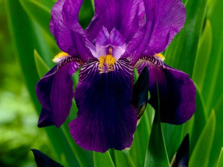 Tyskiris-Iris Germanica Joanna 1-pack For Cheap