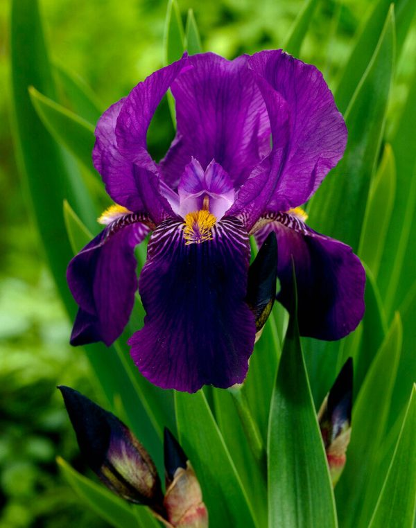 Tyskiris-Iris Germanica Joanna 1-pack For Cheap