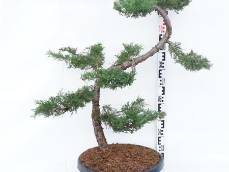 Juniperus pf.  Pfitzeriana Aurea  Online Sale